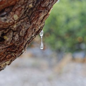 natural mastic drop on the tree close up