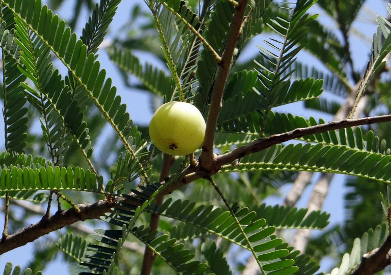 Amla Berry