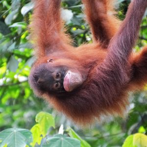 Malaysia Orangutan