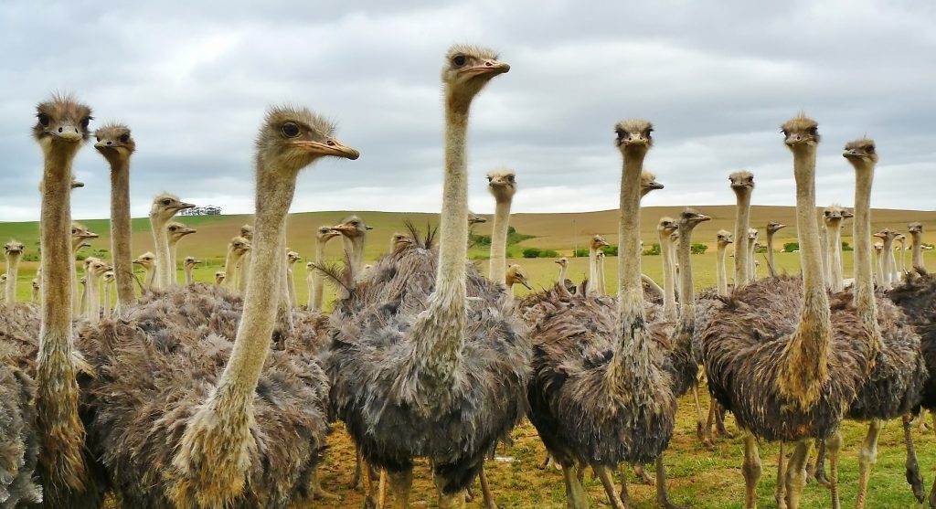 South African Ostriches