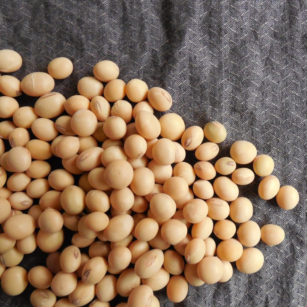 soy beans SpiceBreeze