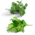 parsley flat and curly