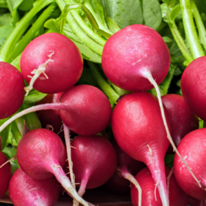 red radish